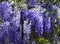 Wisteria sinensis Glycine de Chine flowers in the garden.