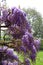 Wisteria sinensis, Mottisfont Abbey, Hampshire, England, UK