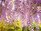 Wisteria Sinensis purple climber flower in easter season