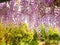 Wisteria Sinensis purple climber flower in easter season