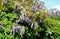 Wisteria sinensis They are woody vines with rich clusters of butterfly flowers. Some species are grown as ornamental trees