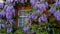 Wisteria surrounding window