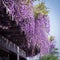 Wisteria at Toba Water Environment Conservation Center in Kyoto, Japan.