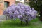 Wisteria tree