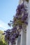 Wisteria tree in full bloom growing outside a white painted house in Kensington London.