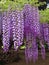 Wisteria Tree in Japan.