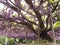 Wisteria Trellis of Ashikaga Flower Park, Tochigi, Japan