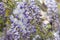 Wisteria trellis. great views creepers flowers spring, light purple, wysteria