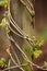 Wisteria trunk with young leaves wrapped around wooden pole in garden