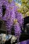 Wisteria vine