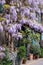 Wisteria vine with stunning purple flowering blooms, in Kynance Mews, Kensington London UK