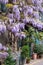 Wisteria vine with stunning purple flowering blooms, photographed in Kynance Mews, Kensington London UK on a sunny day.