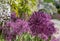 Wisteria Walk at RHS Wisley, UK: purple allium flowers on tall stems, growing beneath purple wisteria in a wisteria tunnel.