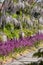 The Wisteria Walk at RHS Wisley, UK: purple allium flowers on tall stems, growing beneath purple wisteria in a wisteria tunnel.