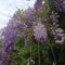 Wisteria waterfall