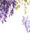 Wisteria on white, space for text