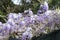 Wisteria Wistaria flowering