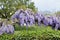 Wisteria Wistaria flowering in a garden