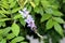 Wisteria woody climbing vine flowering plant with partially open pendulous raceme containing purple to violet petals