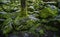 Wistman`s Wood National Nature Reserve - mystic high-altitude oakwood on valley of the West Dart River, Dartmoor, Devon, UK