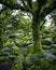 Wistman`s Wood National Nature Reserve - mystic high-altitude oakwood on valley of the West Dart River, Dartmoor, Devon, UK