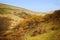 Wistmans woods. Dartmoor National Park . Devon. Uk