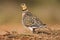 Witbuikzandhoen, Pin-tailed Sandgrouse, Pterocles alchata