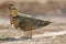 Witbuikzandhoen, Pin-tailed Sandgrouse, Pterocles alchata