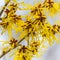 Witch hazel