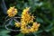 Witch hazel in bloom