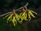 Witch Hazel Blossom