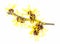 Witch Hazel Branch