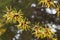 Witch hazel flowers