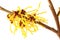 Witch hazel (Hamamelis)