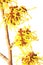 Witch hazel (Hamamelis)