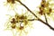 Witch hazel (Hamamelis)