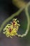 Witch hazel Hamamelis x intermedia Primavera, light yellow flowers