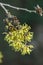 Witch hazel, Hamamelis x intermedia Wiero, light yellow flowers