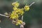 Witch hazel, Hamamelis x Intermedia Wiero with light yellow flowers