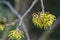 Witch hazel Hamamelis x IUntermedia Wiero, luster of light yellow flowers