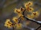 Witch Hazel (Hamamelis virginiana) in the garden