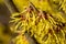 Witch Hazel Hybride, Hamamelis intermedia