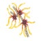 Witch hazel medicinal plant flowers clipart. Hamamelis virginiana japonica branch Watercolor illustration for cosmetics