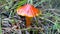 Witch`s Hat `Blackening Waxcap` Mushroom