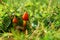 Witch`s hat Hygrocybe conica on a meadow in autumn