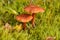 Witch`s hat mushrooms in moss