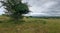 Witchcraft Tree Westdown Glenofen Dartmoor-National-Park Devon uk