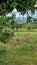 Witchcraft Tree and witch symbols of Witchcraft , Westdown Glenofen Dartmoor-National-Park Devon uk