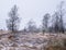 Witches` broom birch and young pine in winter landscape