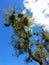 Witches ` broom on a tree.